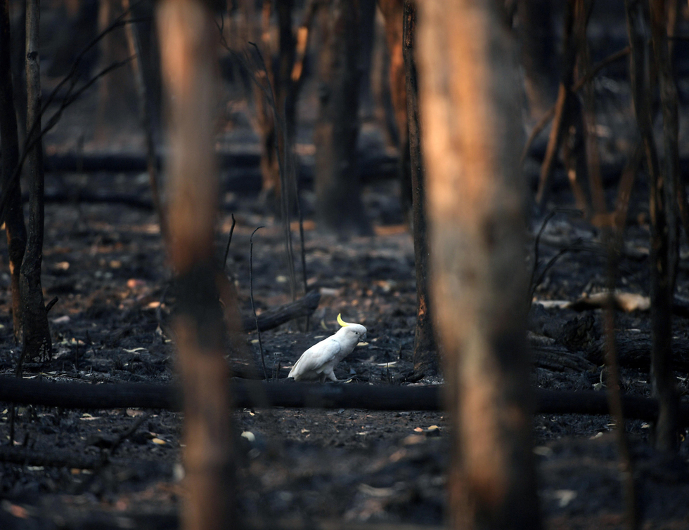 אוסטרליה  שריפה  שריפות תוכי קקדו פצוע ביער שנשרף (צילום: רויטרס)
