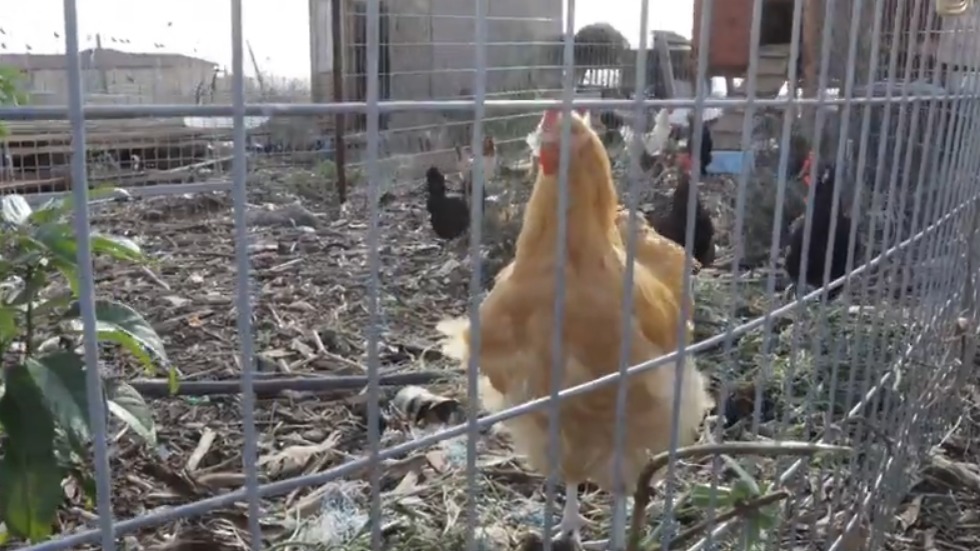 תרנגולות בחצר (צילום: ניצן דרור)