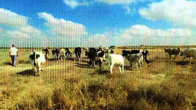 Коровы на полигоне. Фото предоставлено прокуратурой