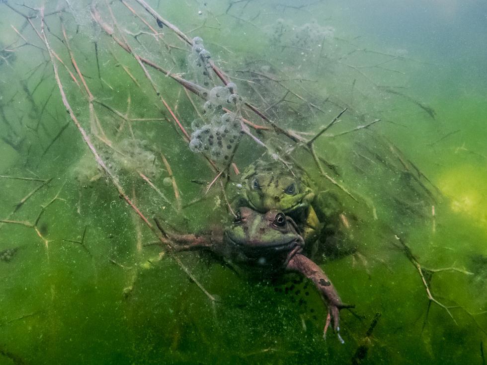  צמד צפרדעי נחלים בהזדווגות (צילום: אמיר אברמוביץ', מתוך תמונת טבע 4#)