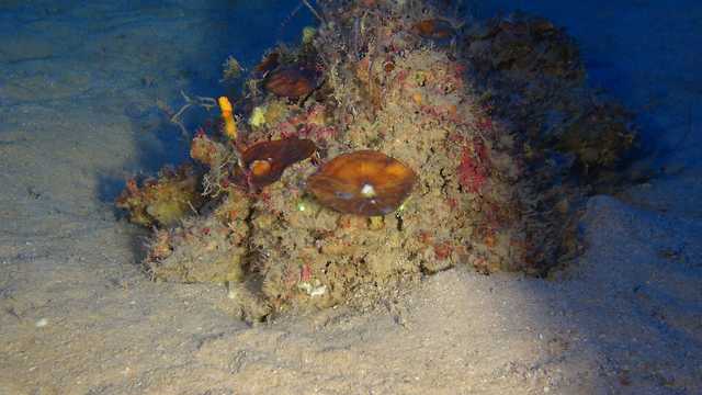 אלמוגים במפרץ אילת (צילום: מרקוס שונהולץ)