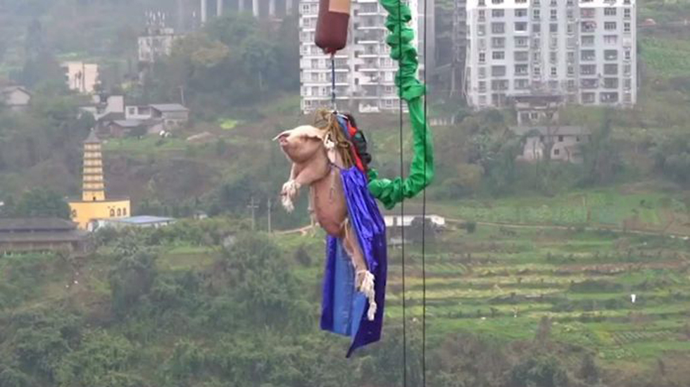 חזיר אולץ לקפוץ בנג'י קפיצת בנג'י ב פארק שעשועים ב צ'ונגצ'ינג ב סין ()