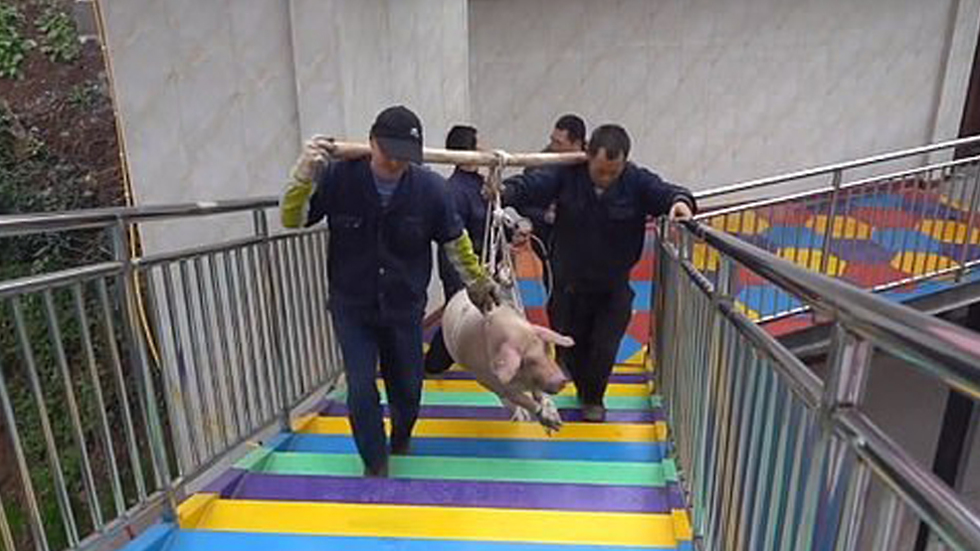 חזיר אולץ לקפוץ בנג'י קפיצת בנג'י ב פארק שעשועים ב צ'ונגצ'ינג ב סין ()