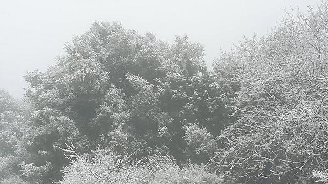שלג בהר מירון (צילום: אחיה ראב