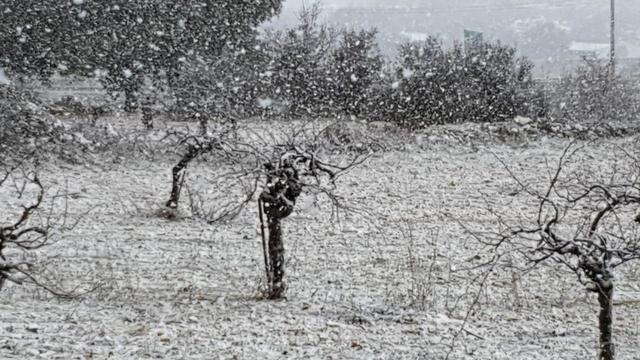 שלג באלון שבות (צילום: יחל