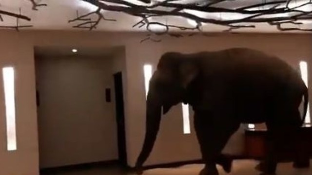 פיל נכנס למלון בסרי לנקה (Twitter / @upidaisy)