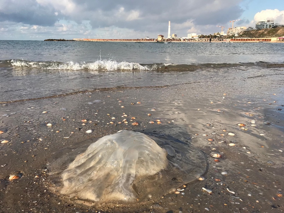 Медузы зимой особо крупные. Фото: Дафи Дотан