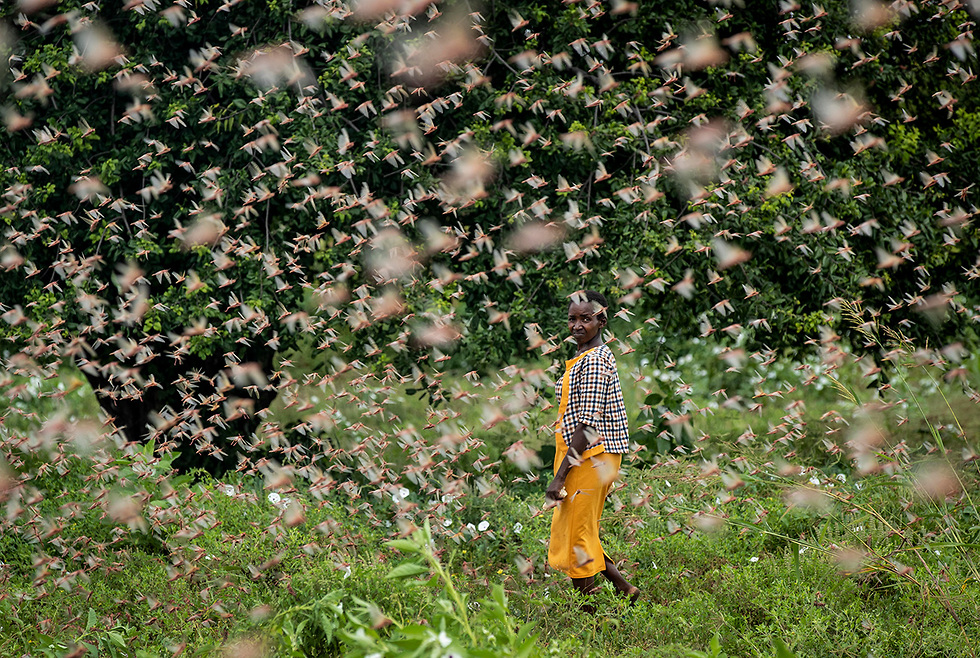 נחיל ארבה קניה מזרח אפריקה (צילום: AP)