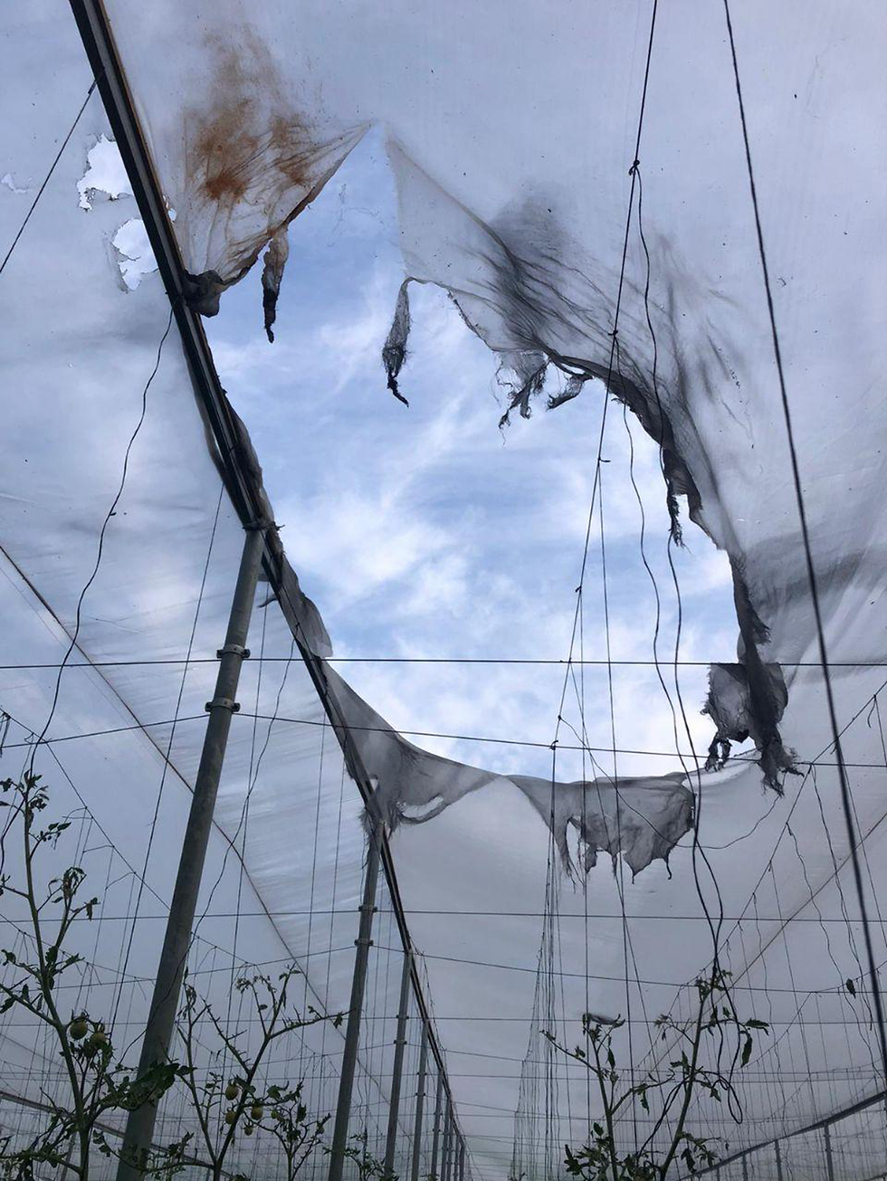 בלון נפץ ב שער הנגב נזק חקלאי חקלאות (צילום: דוברות שער הנגב)