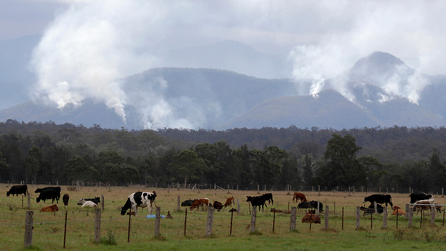 אוסטרליה שריפות ניו סאות' וויילס (צילום: AP)