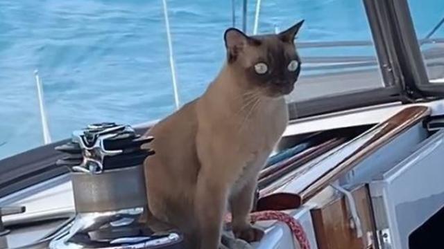 מיס ריגבי חתולה שמפליגה ברחבי העולם (instagram / miss_rigby_boatkitty)