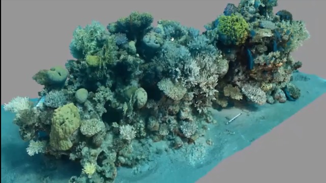 מתוך צילום התלת מימד של האלמוגים (צילום: אוניברסיטת חיפה)
