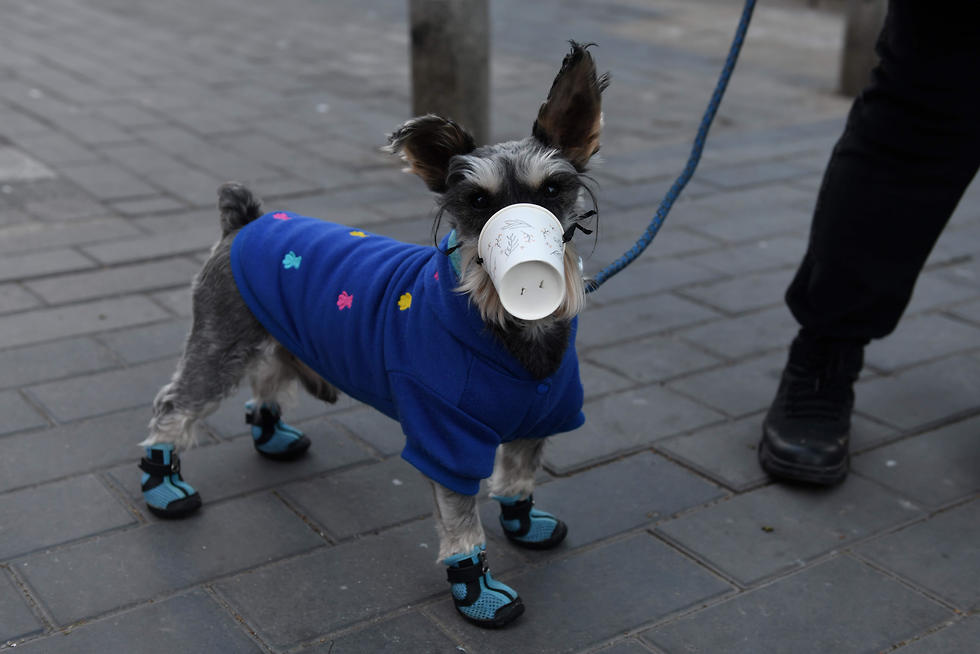 כלב עם מסכה מחשש ל נגיף וירוס קורונה בייג'ינג סין (צילום: AFP)