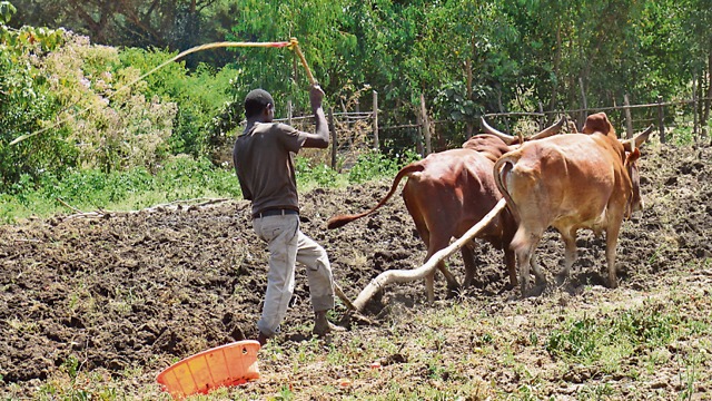 אתיופיה חקלאי (צילום: סבר פלוצקר)