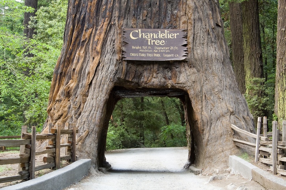 מעבר תחת עץ סקויה בקליפורניה (צילום: shutterstock)