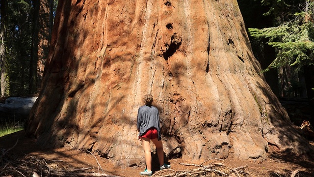 עצי סקויה בקליפורניה (צילום: shutterstock)