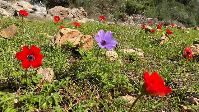 Цветение в Негеве. Фото: Гилад Кармели