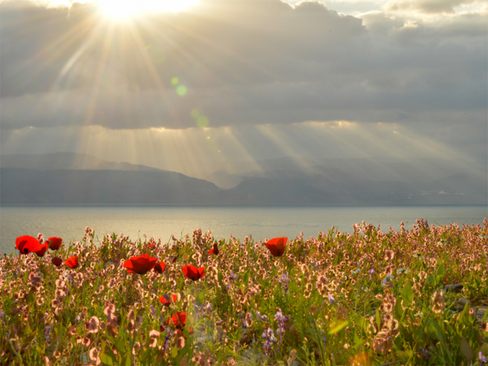 Цветы у Мертвого моря. Фото: Миха Шамир