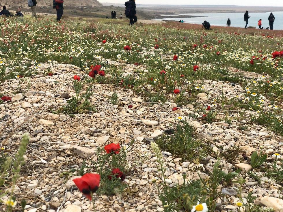 Цветы у Мертвого моря. Фото: Ариэль Кенер