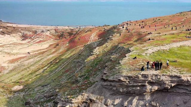 Цветение у Мертвого моря. Фото: Амир Алони, Управление национальных парков и заповедников 