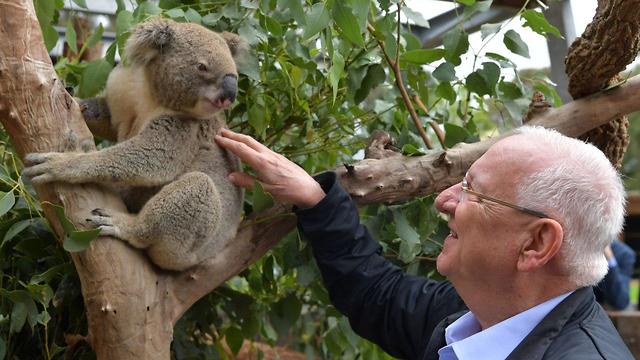 הביקור של ראובן ריבלין בגן חיות שיקומי לבעלי חיים באוסטרליה (צילום: קובי גדעון, לע