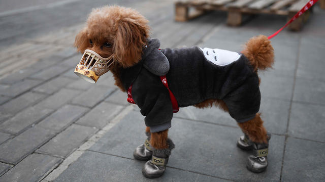 בגלל הקורונה: כלב עם מסכה בבייג'ינג (צילום: AFP)