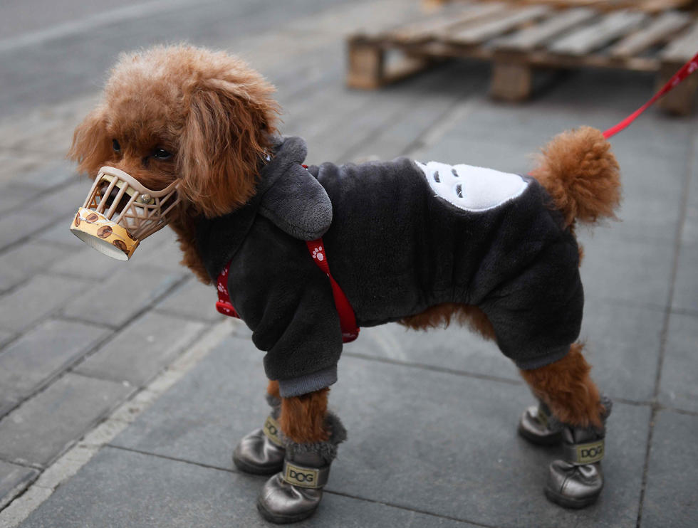 Собака в маске в Пекине. Фото: AFP