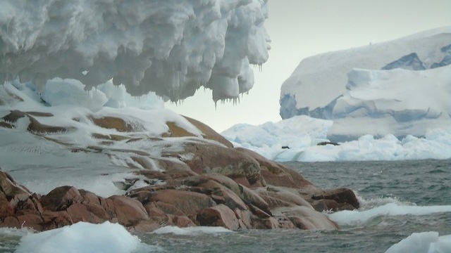 האי היה מכוסה על ידי מדף קרח (צילום: ג'וליה סמית וולנר)