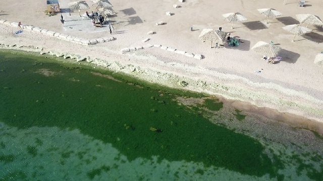 חשש מפגיעה באלמוגים במפרץ אילת (צילום: ד