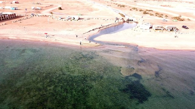 האצות במפרץ אילת (צילום: ד