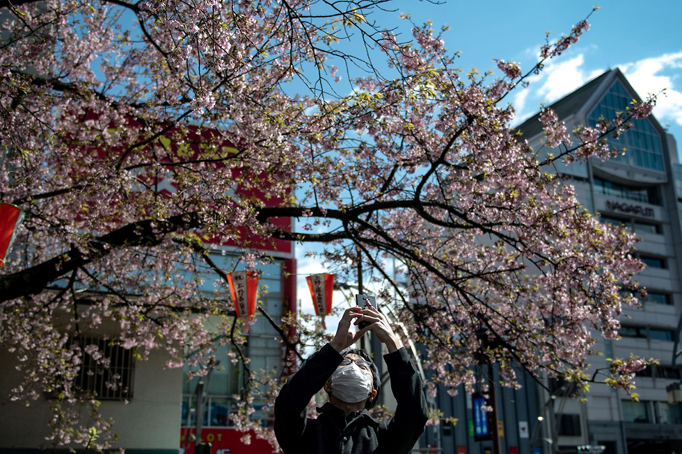 חגיגות האנאמי ב יפן טוקיו חשש מאיסור על הנאה מ פריחת עצי ה דובדבן בגלל ה קורונה נגיף (צילום: AFP)
