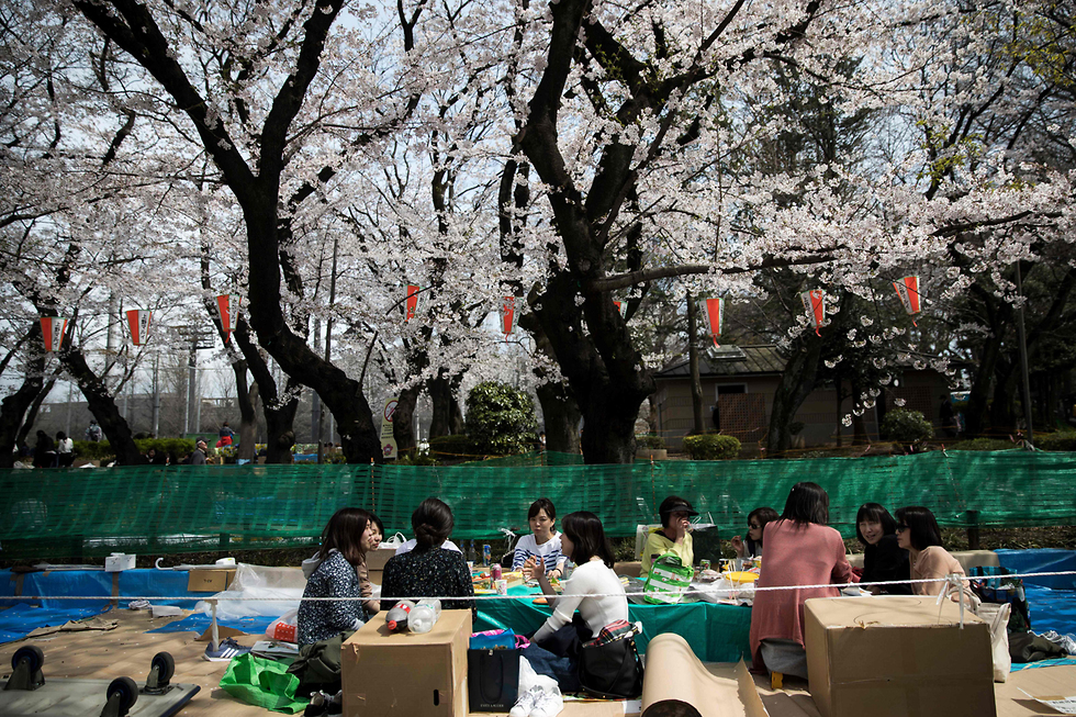 חגיגות האנאמי ב יפן טוקיו חשש מאיסור על הנאה מ פריחת עצי ה דובדבן בגלל ה קורונה נגיף (צילום: AFP)