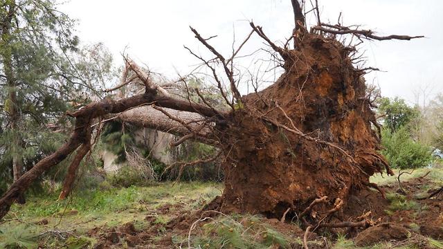 מזג אוויר סוער סערה עץ קרס חורשת טל  (צילום: אפי שריר)