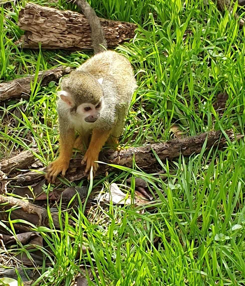 קוף קטן עומד בדשא (צילום: שלומית שרביט ברזילי )
