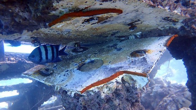 אלמוגים שנפגעו במפרץ אילת (צילום: ד