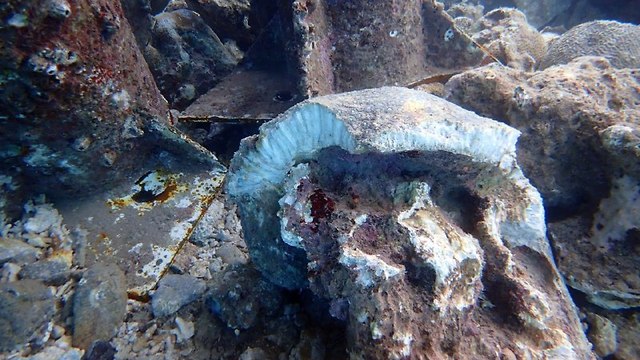 אלמוגים שנפגעו במפרץ אילת (צילום: ד