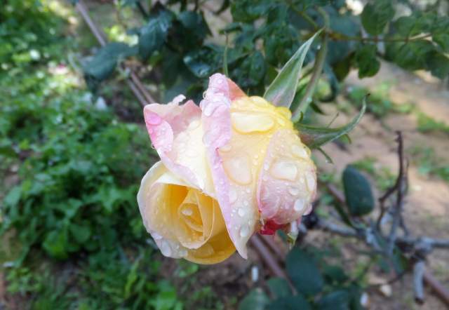 Прекрасный сад роз радует посетителей парка. Фото: Леон Левитас