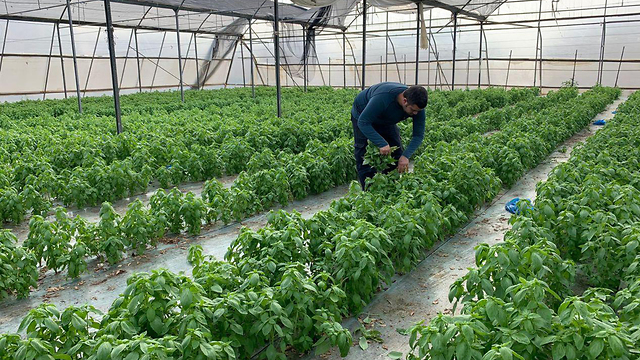 בעקבות הסגר ברשות הפלסטינית - חקלאי בקעת הירדן פנו לשר החקלאות “נקרוס אם המצב ימשך.מציעים עבודה לאלפי המובטלים”. ()
