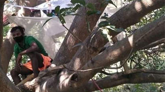הודו מערב בנגל בידוד עץ עצים נגיף קורונה ()