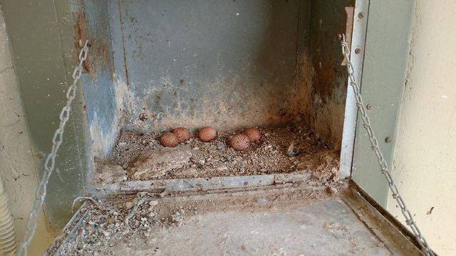 הביצים בבסיס בגליל התחתון (צילום: אייל רחמני)