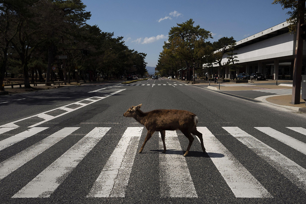 נגיף קורונה נארה יפן צבי (צילום: AP)