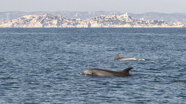 נגיף קורונה סגר דרום מזרח צרפת דולפינים בים התיכון (צילום: AFP)