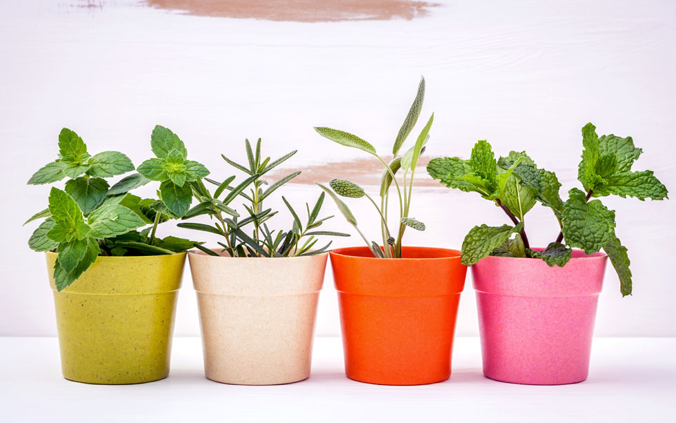 צמחי תבלין (צילום: Shutterstock)
