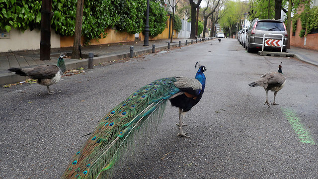  Опустевшие улицы Мадрида. Фото: EPA
