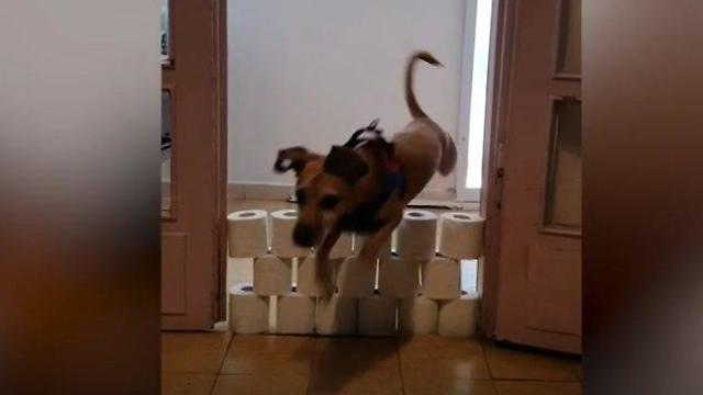 כלבים קופצים מעל נייר טואלט ()