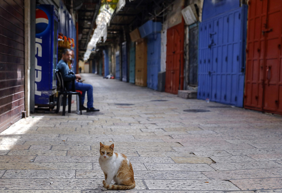 חתולה בעיר העתיקה (צילום: AFP)