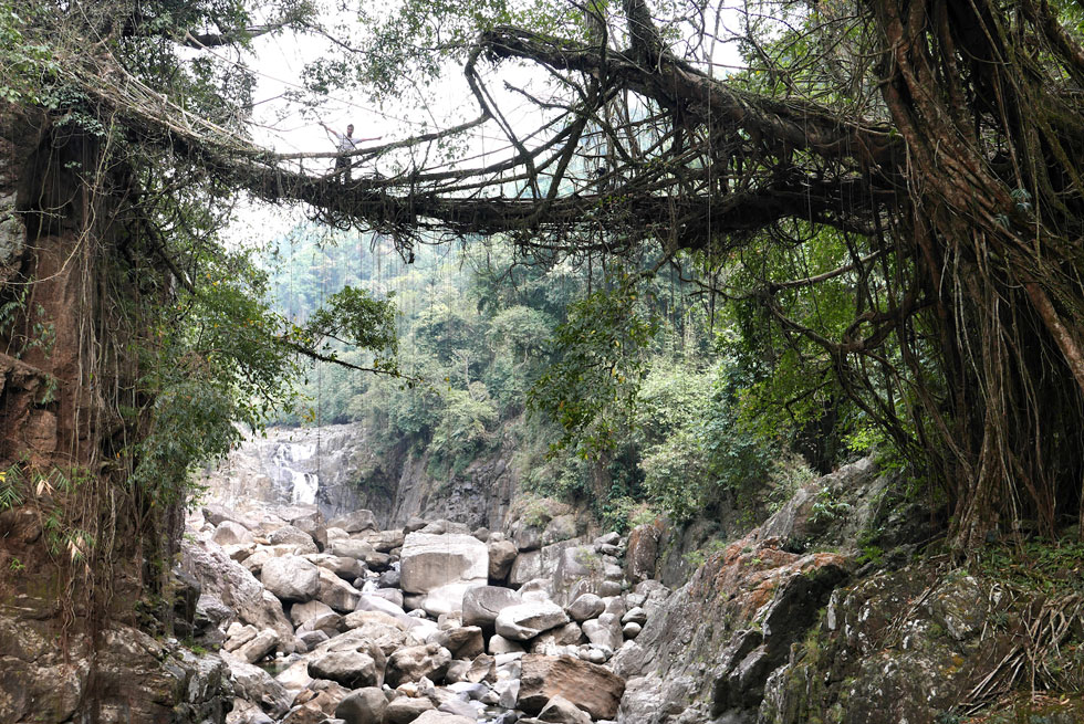 הגשרים המרהיבים שבונים תושבי הכפרים ההרריים במדינת מגהאליה, אשר בצפון-מזרח הודו (צילום: גיא שחר)
