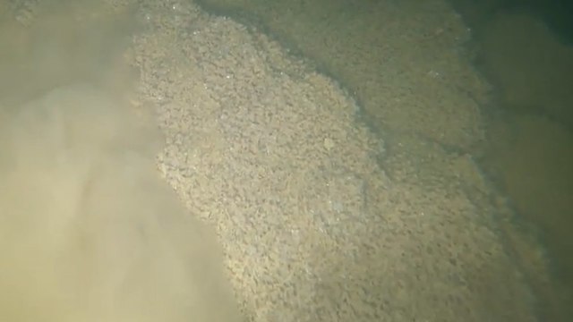 כך נראית קרקעית ים המלח (צילום: נדב לנסקי, מעבדת ים המלח, המכון הגאולוגי)