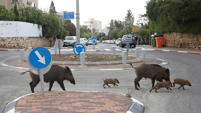 חזירי בר בשכונת הכרמל בחיפה (צילום: EPA)