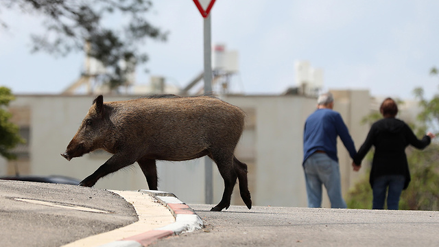 חזירי בר בשכונת הכרמל בחיפה (צילום: EPA)